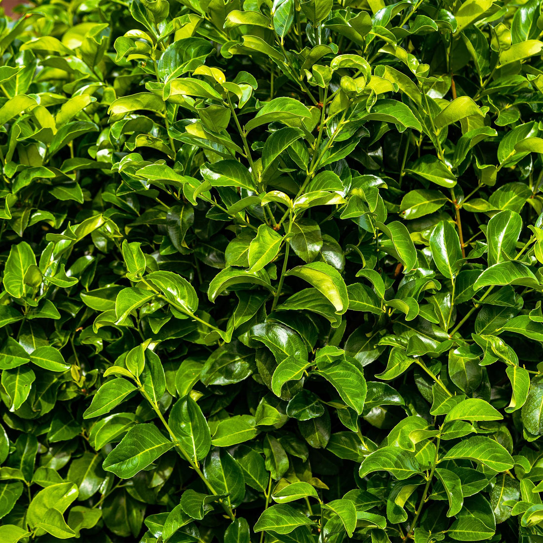 Heckenpflanzen - Prunus laurocerasus Rotundifolia - 8 Pflanzen - 1 laufender Meter - immergrün - Topf 9cm Höhe 30-35cm