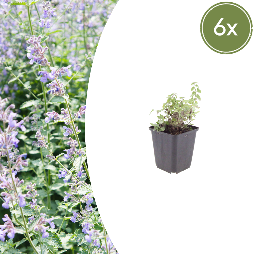 Sechs Everspring Nepeta Faassenii Pflanzen, 10-25cm hoch, im Topf mit Durchmesser 9cm, grüne aromatische Stauden.