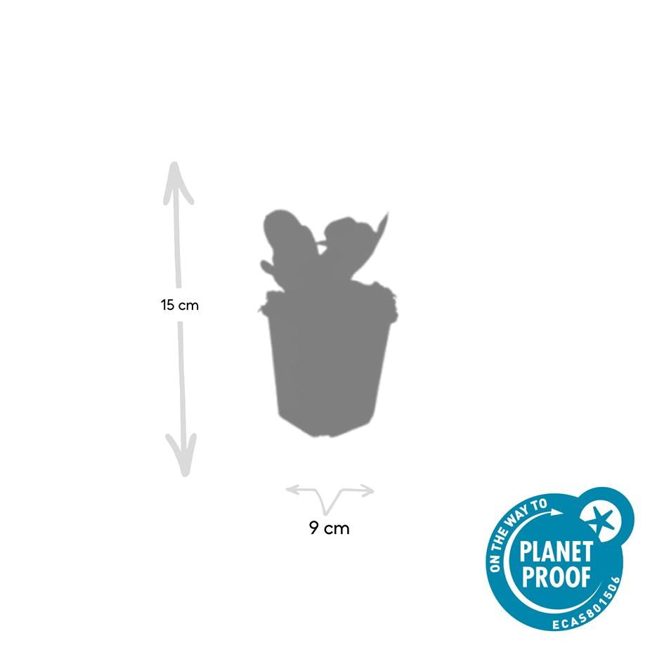 24x Bergenia cordifolia ‘Herbstblüte’ – Herbstblühende Bergenie für Beete &amp; Rabatten – Höhe 10–25 cm – Ø 9 cm