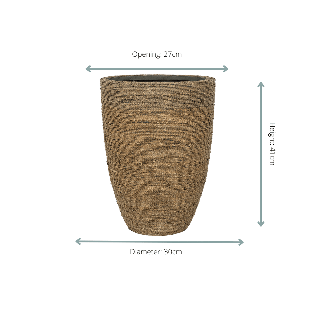 Everspring Pot mit Ben Straw Grass in verschiedenen Größen, dekorativer Pflanzentopf mit grünen Gräsern, Nahaufnahme