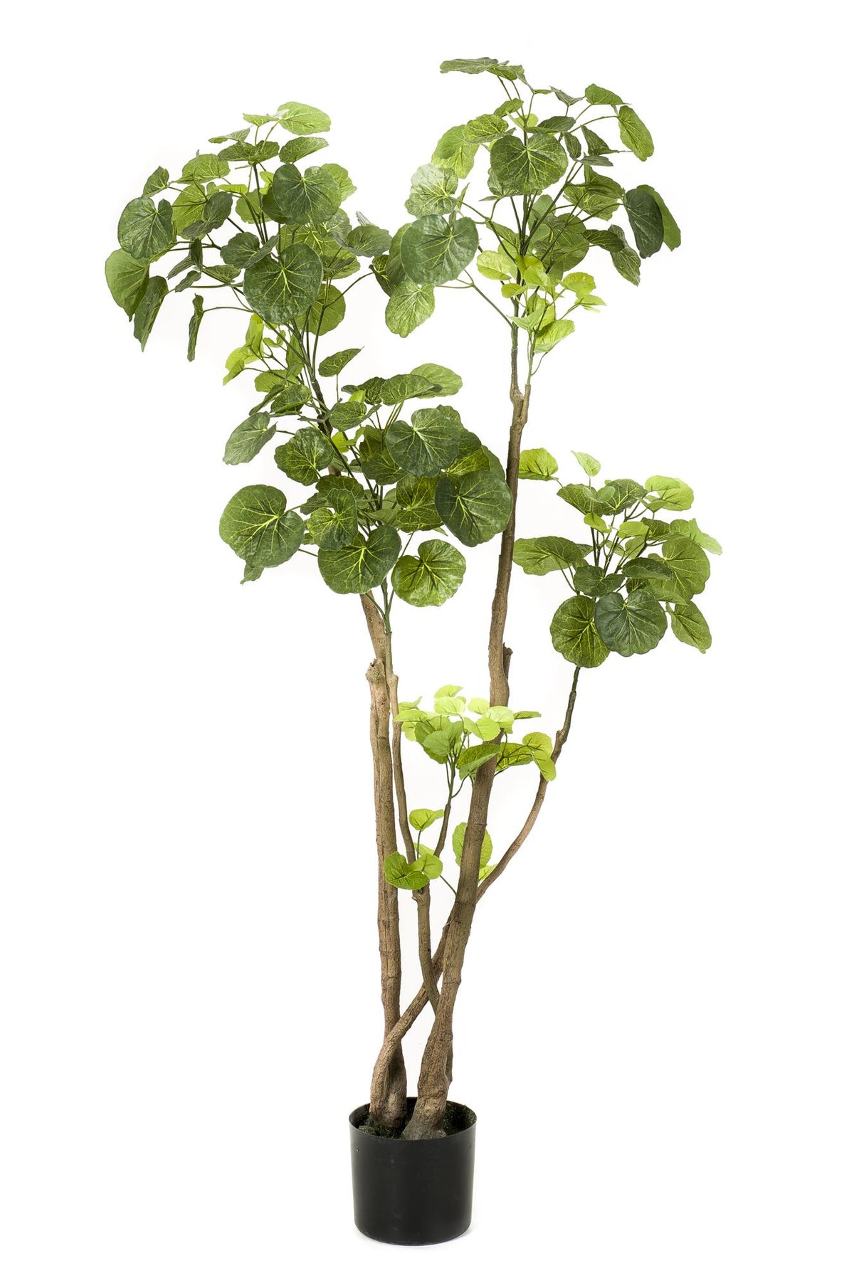 Kunstpflanze Polyscias Aralia von Everspring, 105-150 cm hohe, grüne Zimmerpflanze als künstliche Dekoration.