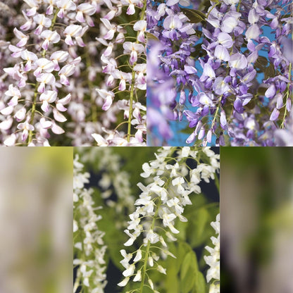 Blauregen Wisteria floribunda Tricolour | 3 Pflanzen Blau, Rosa &amp; Weiß – Kletterpflanze - Wurzelwerk Design