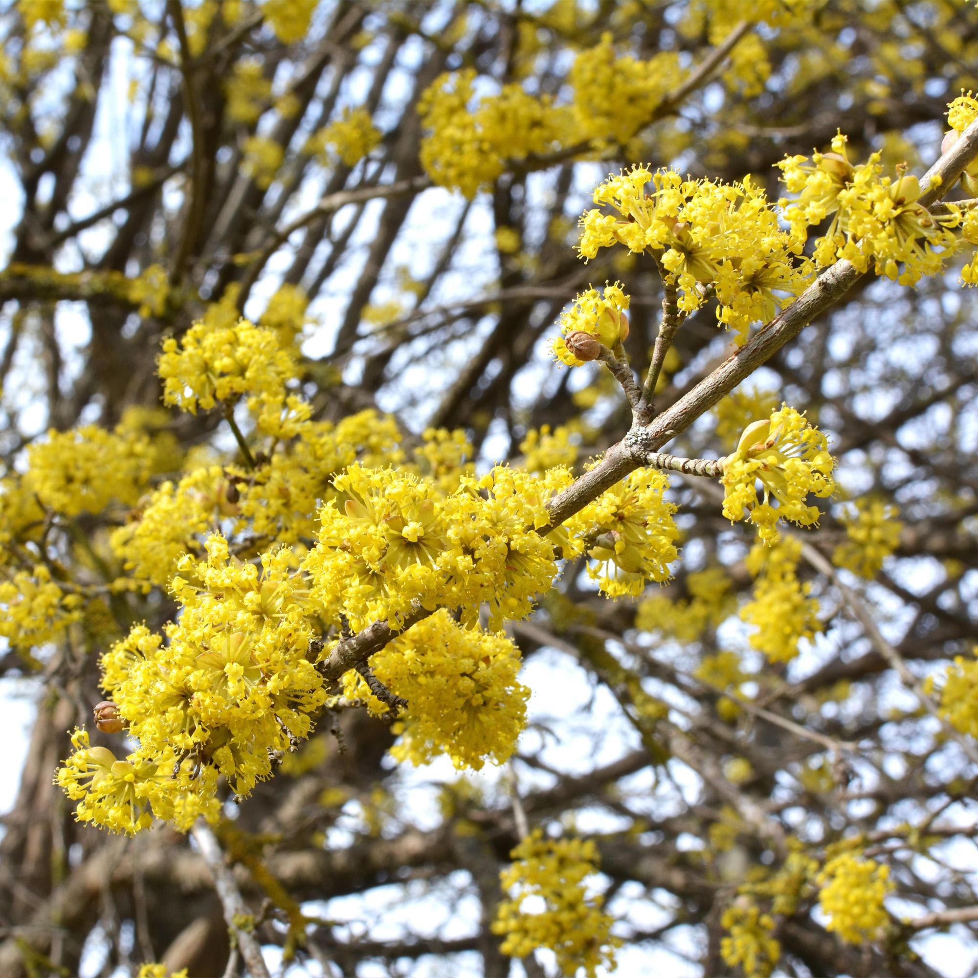 Gelbe Blüte der Cornus mas Pflanze in Topf, Everspring, Höhe 35cm, mit grünen Blättern und blühenden Zweigen.