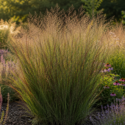 Ziergras Rotstrahlbusch kaufen | 3× Panicum virgatum, Ø 12 cm