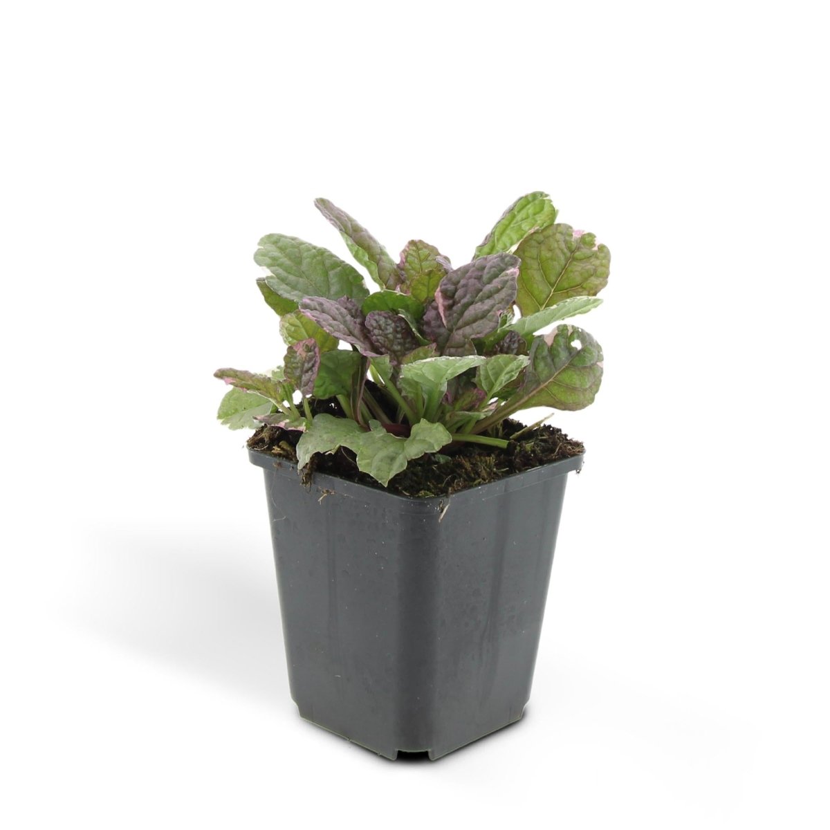 24x Ajuga reptans ‘Burgundy Glow’ – Kriechender Günsel mit buntem Laub – Höhe 10–25 cm – Ø 9 cm - Wurzelwerk Design