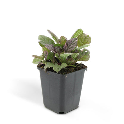 24x Ajuga reptans ‘Burgundy Glow’ – Kriechender Günsel mit buntem Laub – Höhe 10–25 cm – Ø 9 cm - Wurzelwerk Design