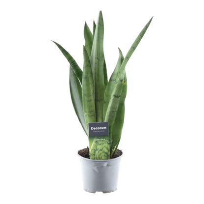 Sansevieria ‘Spearmint’ – 45 cm Bogenhanf in Mintgrün