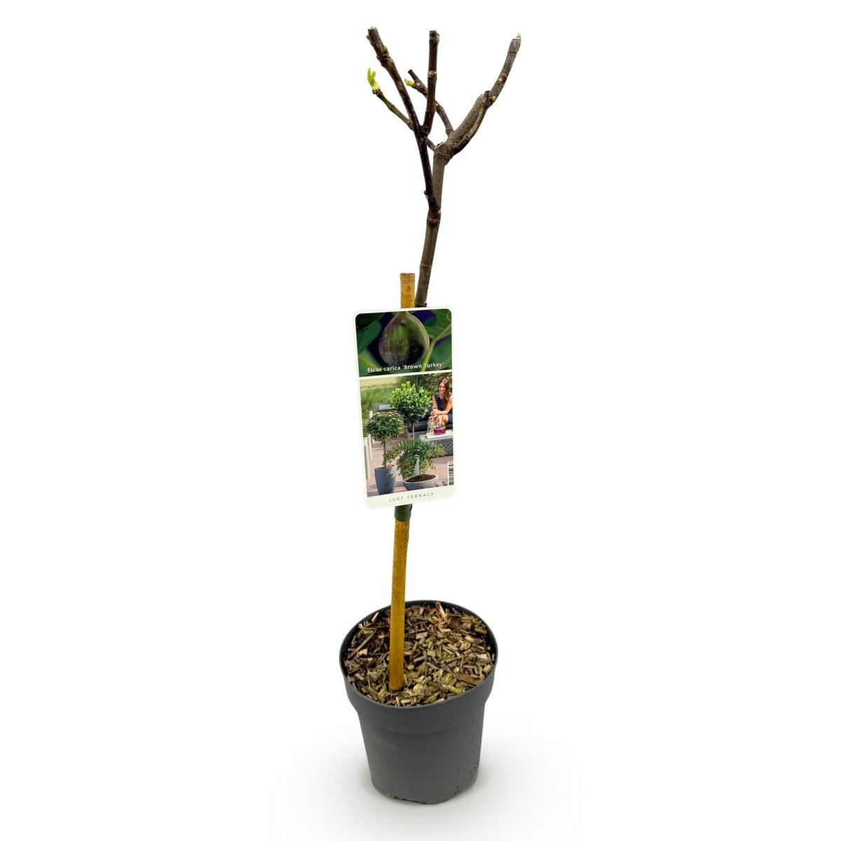 Feigenbaum Ficus carica Brown Turkey - Höhe 90cm - Wurzelwerk Design