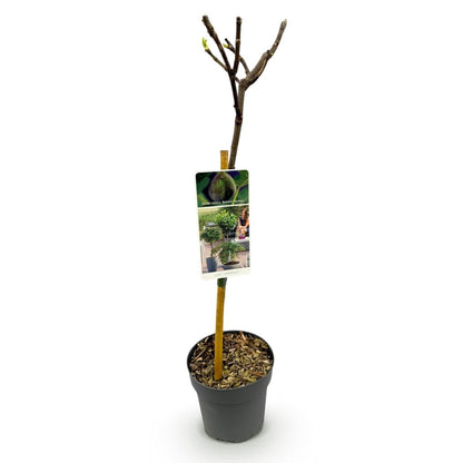 Feigenbaum Ficus carica Brown Turkey - Höhe 90cm - Wurzelwerk Design