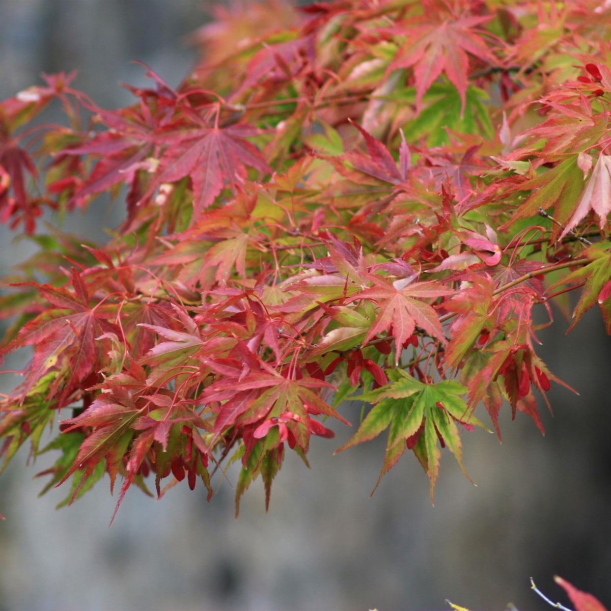 Japanischer Ahorn Acer palmatum Beni Maiko in rotem Laub, Topf 19cm, Höhe 70cm, laubabwerfend, Everspring Pflanze