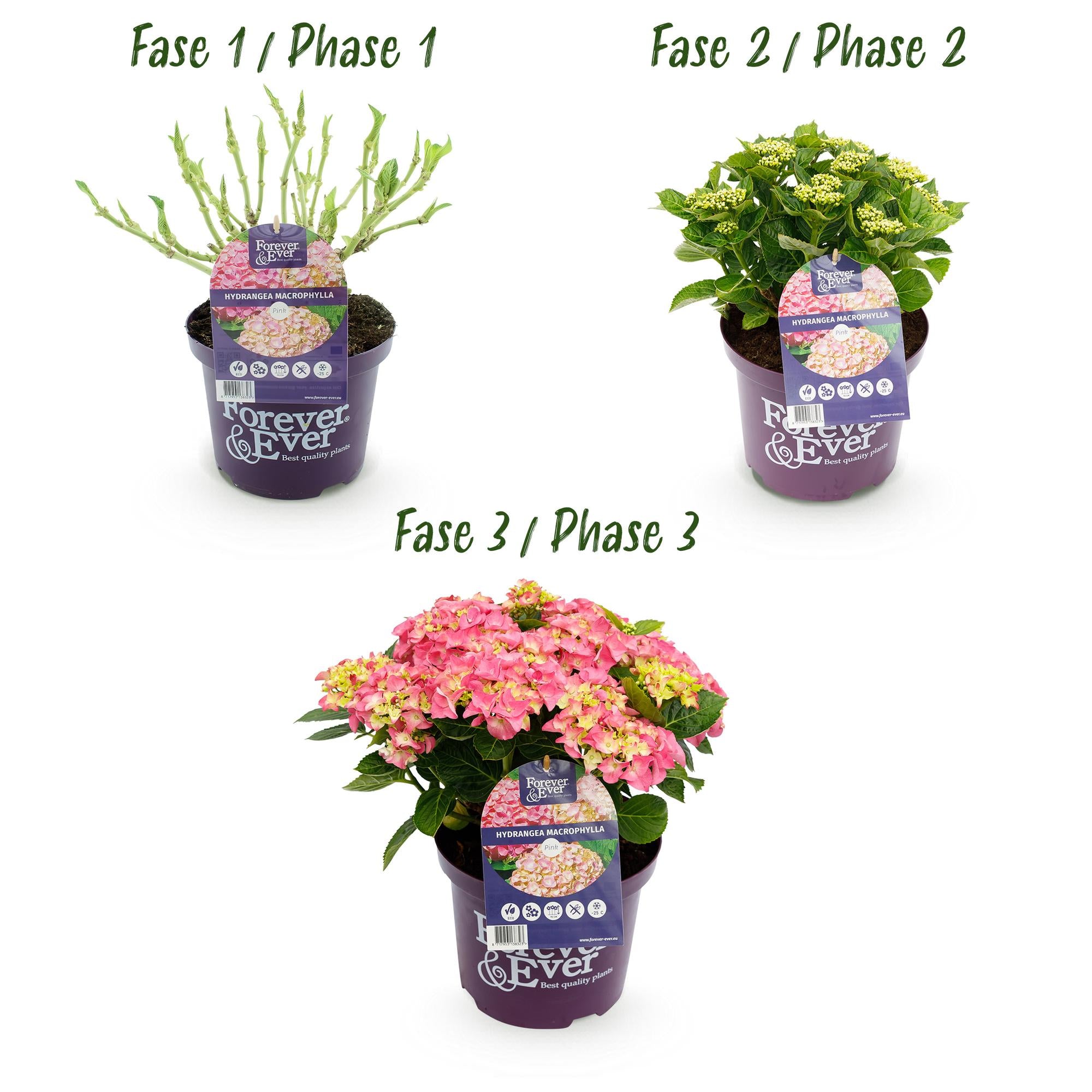 Hydrangea Forever &amp; Ever in Rosa, Topf 23cm, blühende Hortensie mit 7-12 Blüten, Höhe 55cm, Everspring.