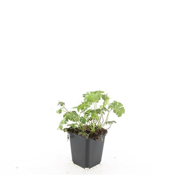 24x Geranium sanguineum ‘Album’ – Weißblühender Storchschnabel – Höhe 10–25 cm – Ø 9 cm Topf - Wurzelwerk Design