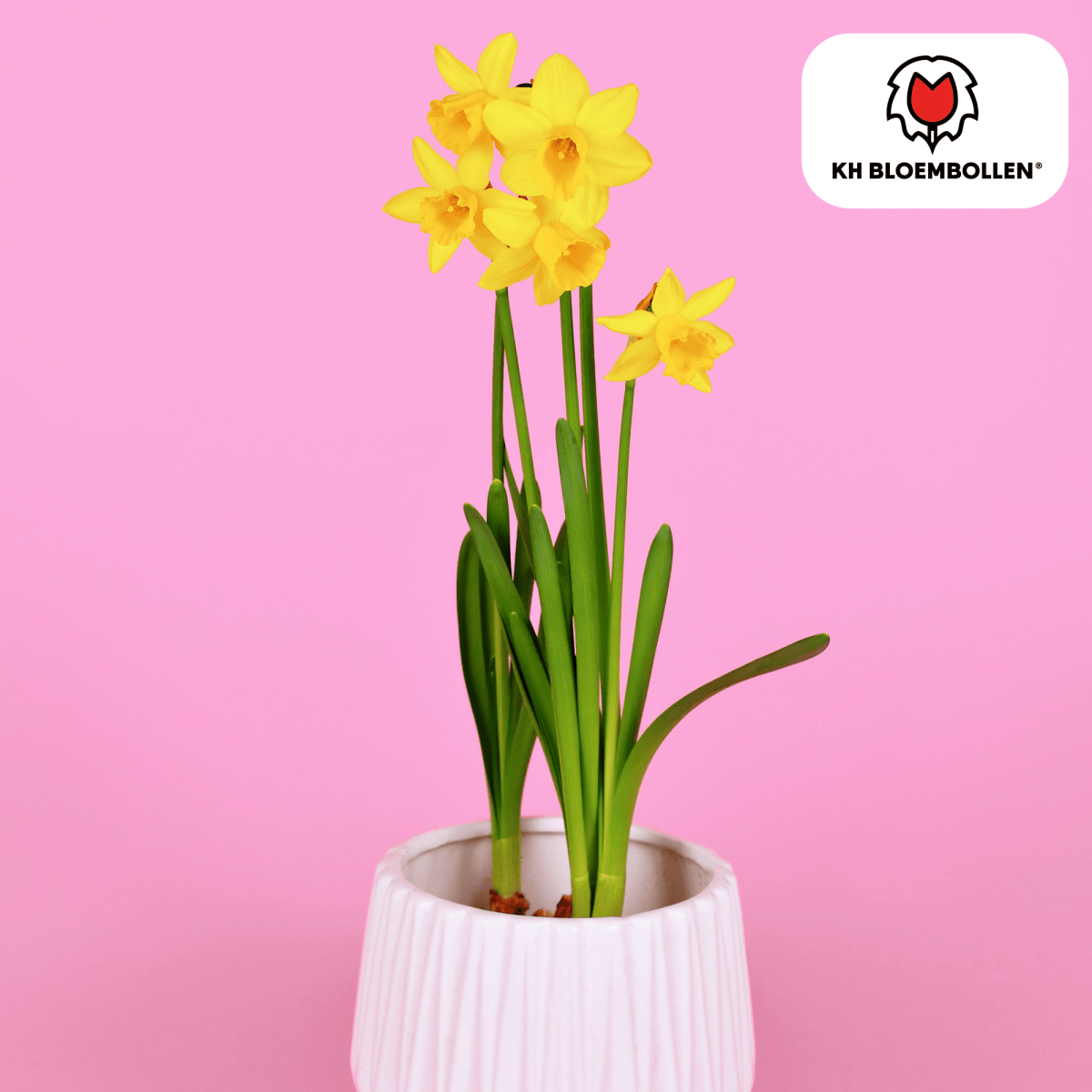Narzissen Head to Head – 25 Stück | Früh &amp; bienenfreundlich - Wurzelwerk Design