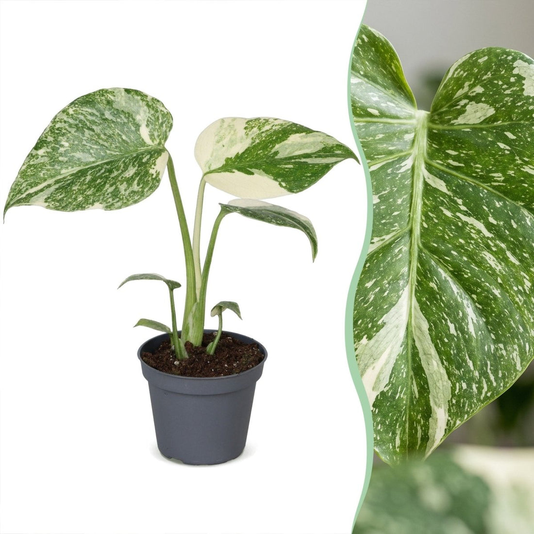 Monstera &