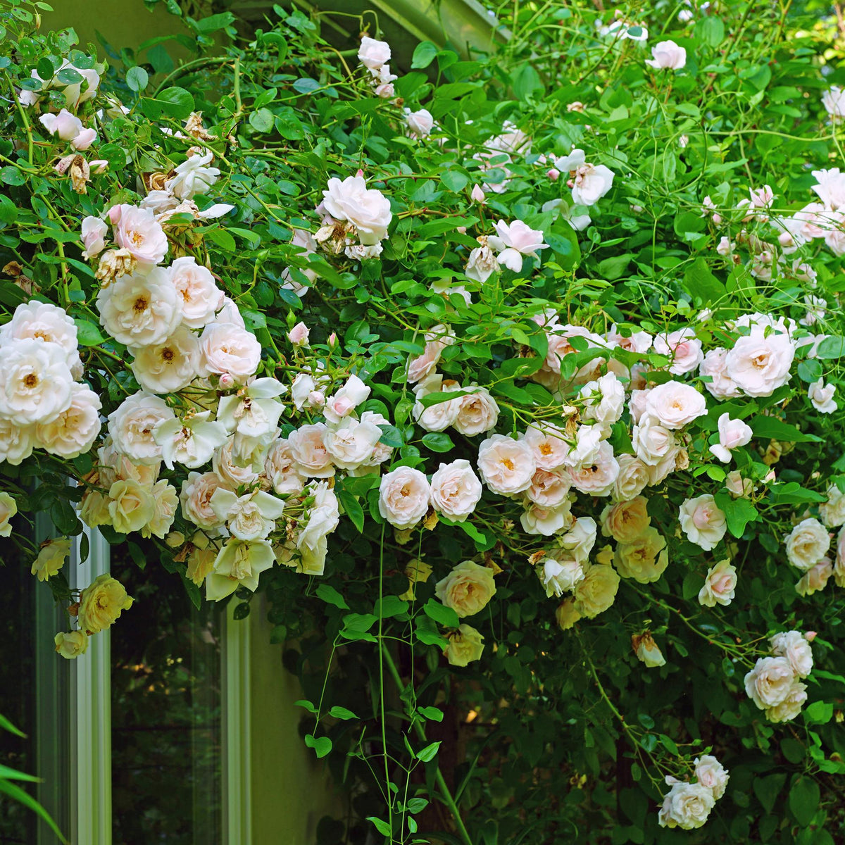 Zwei Kletterrosen Rose New Dawn mit hellrosa Blüten, wenig Pflege, in Töpfen, Höhe 40cm, Everspring, 11cm Topf