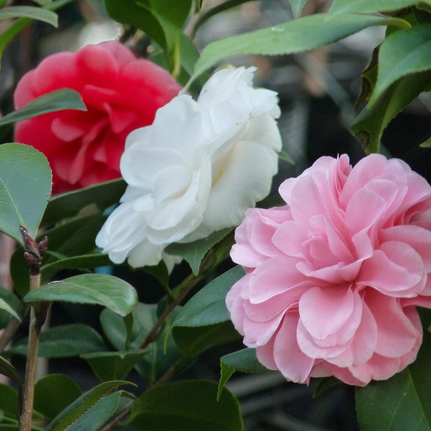 Camelia japonica Tricolour Pflanze mit rosa, weißen und roten Blüten im Topf, immergrün, 15cm hoch, 30cm breit