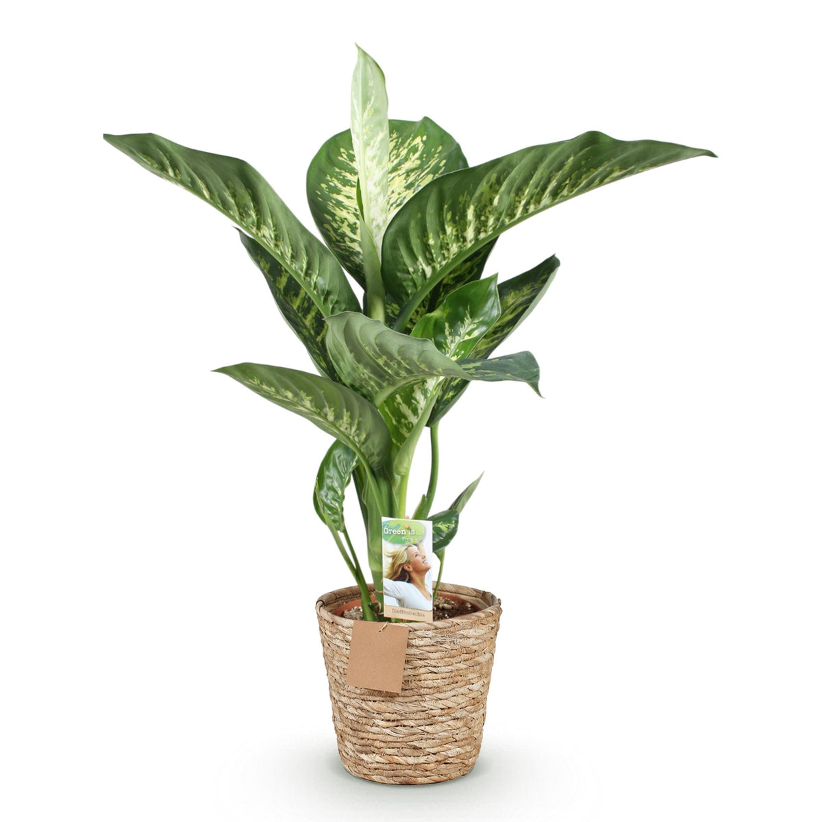 Diefenbachia Tropic Snow von Everspring, grüne und weiße Blätter, 90-100cm hohe Pflanze in grauer Topf, Nahaufnahme