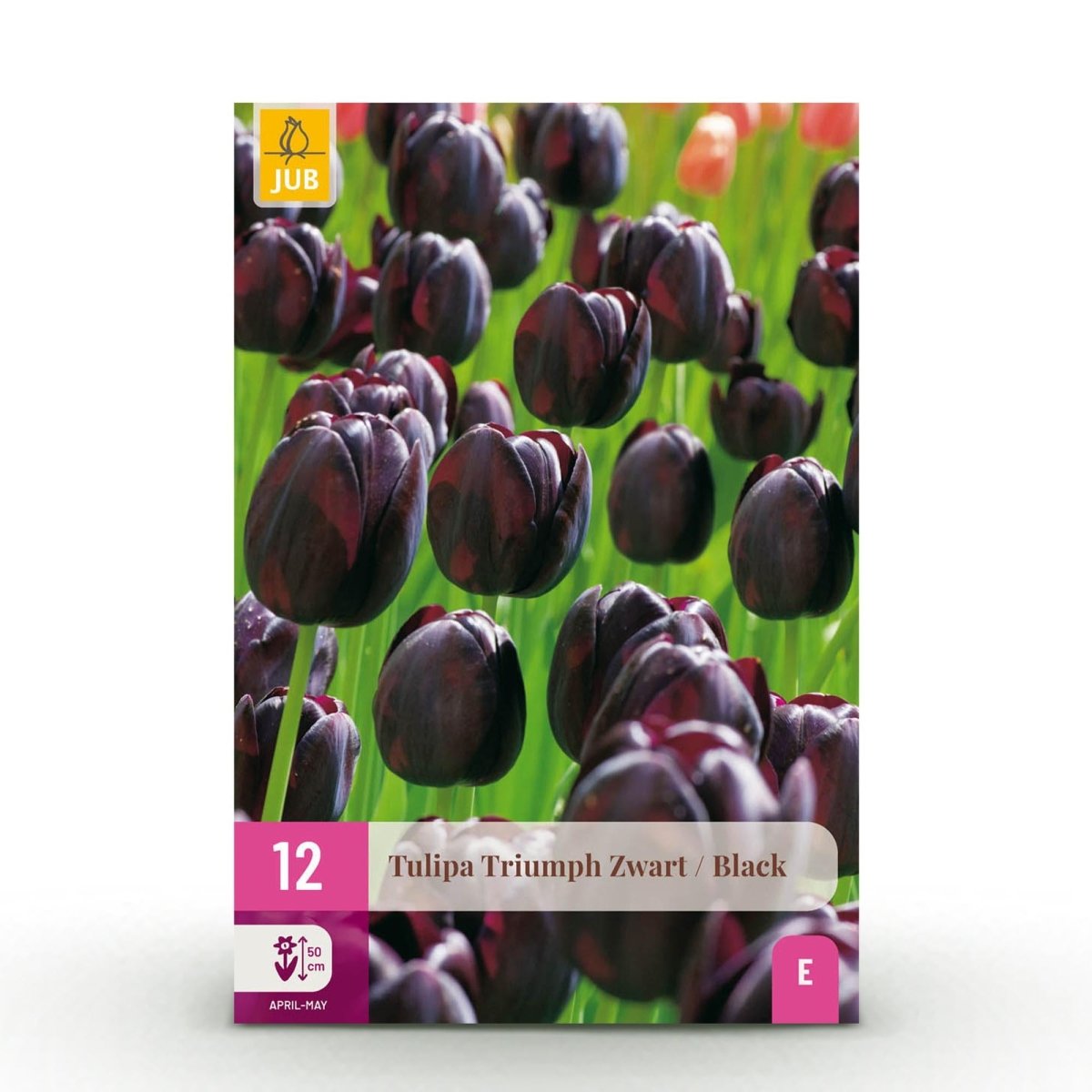 Blumenzwiebeln Tulpe Triumph Black | 15 Stück Dunkel - Lila – Zwiebelgröße 11/12 – XXL Pack - Wurzelwerk Design