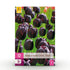Blumenzwiebeln Tulpe Triumph Black | 15 Stück Dunkel - Lila – Zwiebelgröße 11/12 – XXL Pack - Wurzelwerk Design