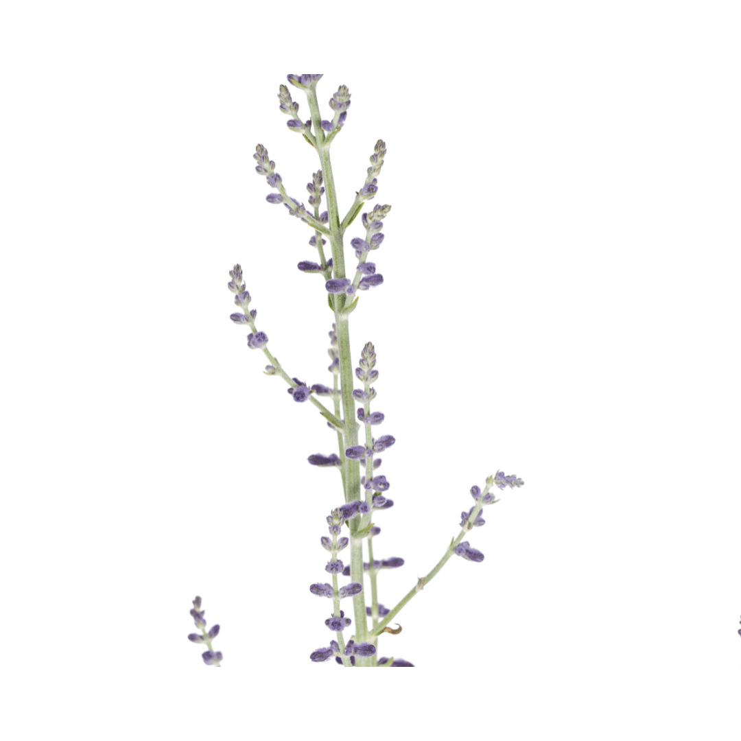 Blauraute – Perovskia atriplicifolia online kaufen | Blau, Bienenfreundlich &amp; Pflegeleicht – Wurzelwerk Design - Wurzelwerk Design