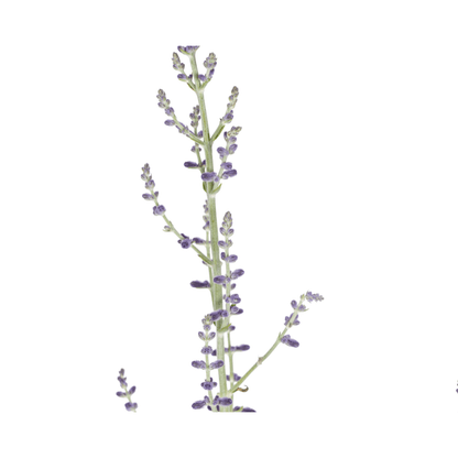 Blauraute – Perovskia atriplicifolia online kaufen | Blau, Bienenfreundlich &amp; Pflegeleicht – Wurzelwerk Design - Wurzelwerk Design