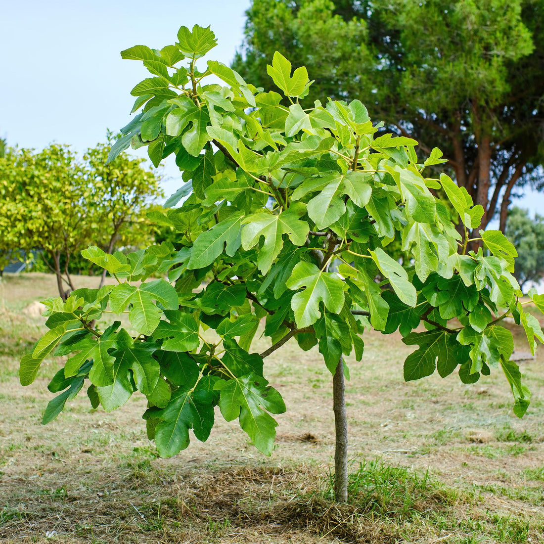 Everspring Feigenbaum Ficus carica Brown Turkey, 90cm hohe Pflanze mit grünen Blättern und fruchttragendem Zweig.