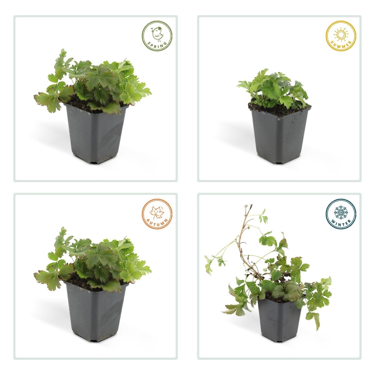 24x Waldsteinia ternata – Immergrüner Bodendecker für Beete &amp; Gehölzränder – Höhe 10–25 cm – Ø 9 cm - Wurzelwerk Design