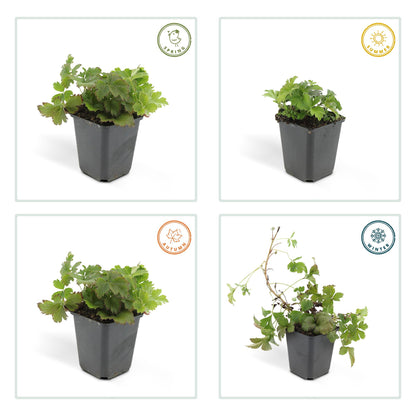 24x Waldsteinia ternata – Immergrüner Bodendecker für Beete &amp; Gehölzränder – Höhe 10–25 cm – Ø 9 cm