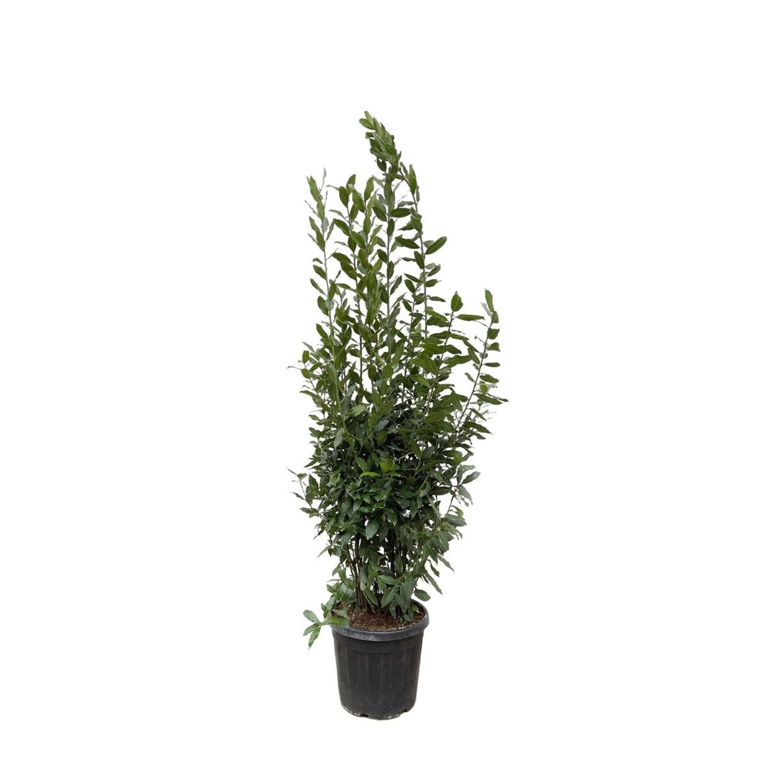 Laurus Nobilis Lorbeer - 210 cm - Ø 50 cm - Wurzelwerk Design