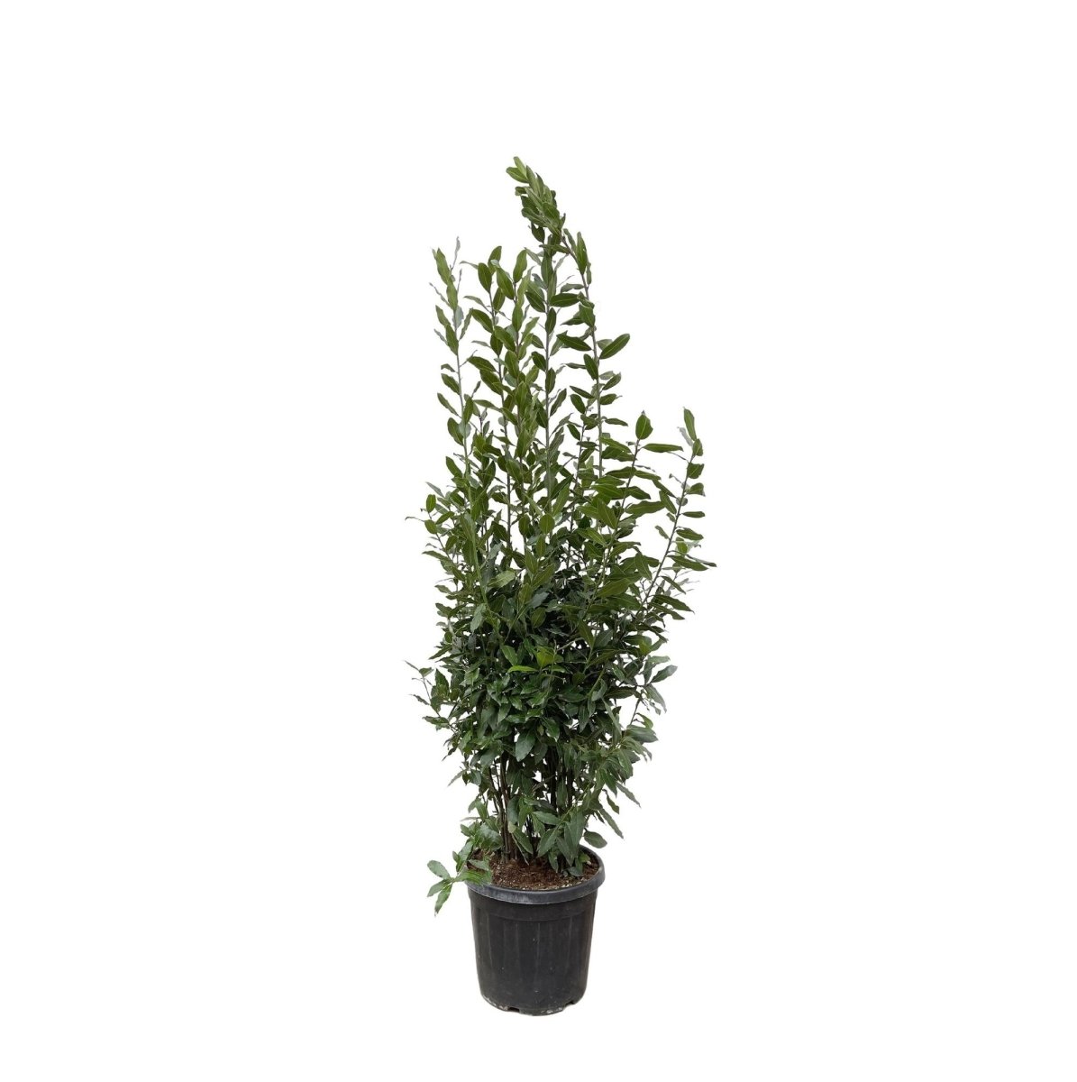 Laurus Nobilis Lorbeer - 210 cm - Ø 50 cm - Wurzelwerk Design