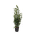 Laurus Nobilis Lorbeer - 210 cm - Ø 50 cm - Wurzelwerk Design