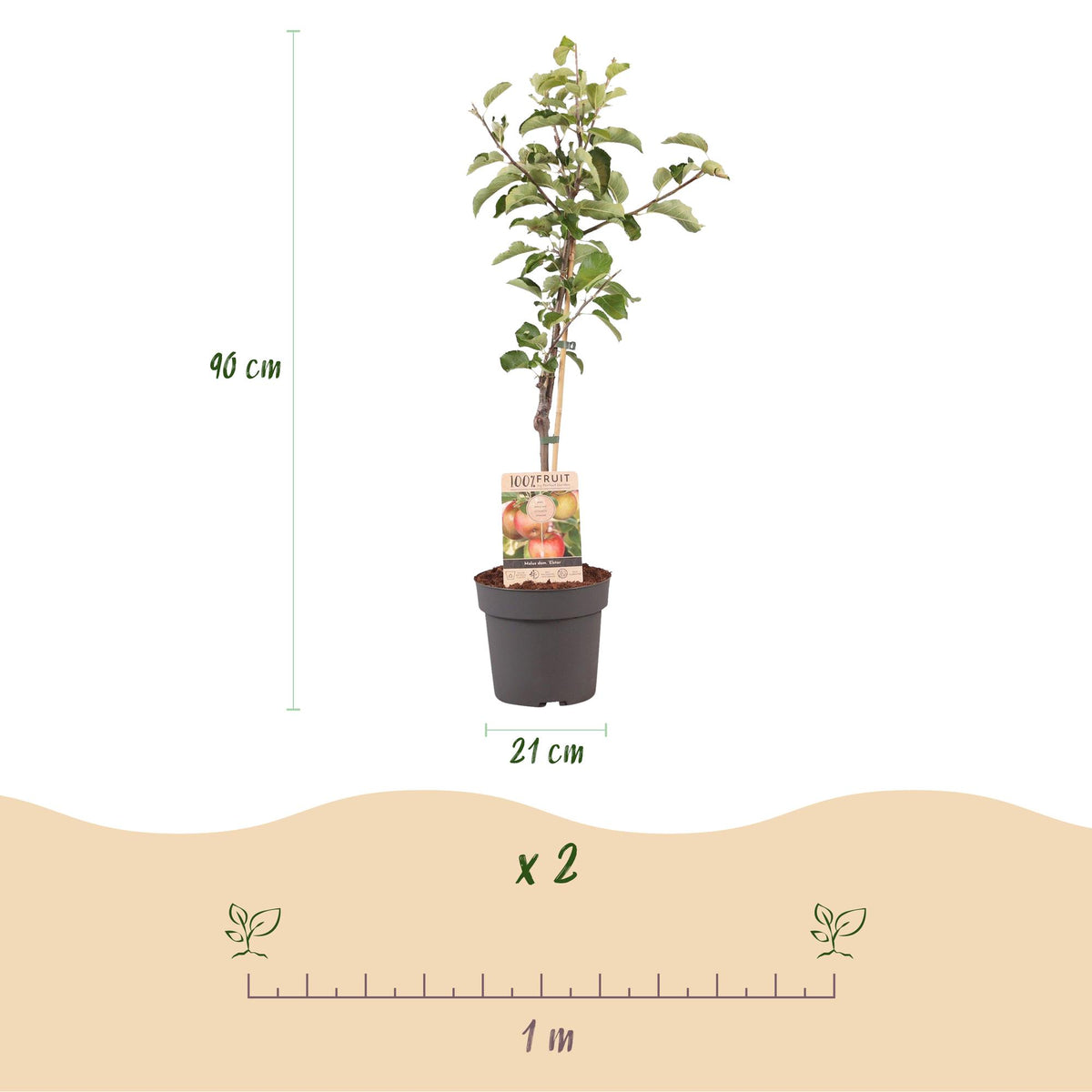 Everspring Apfelbaum Malus domestica Elstar, roter und grüner Apfel, Topf, 21 cm Durchmesser, 90 cm hoch, Baum im Garten.
