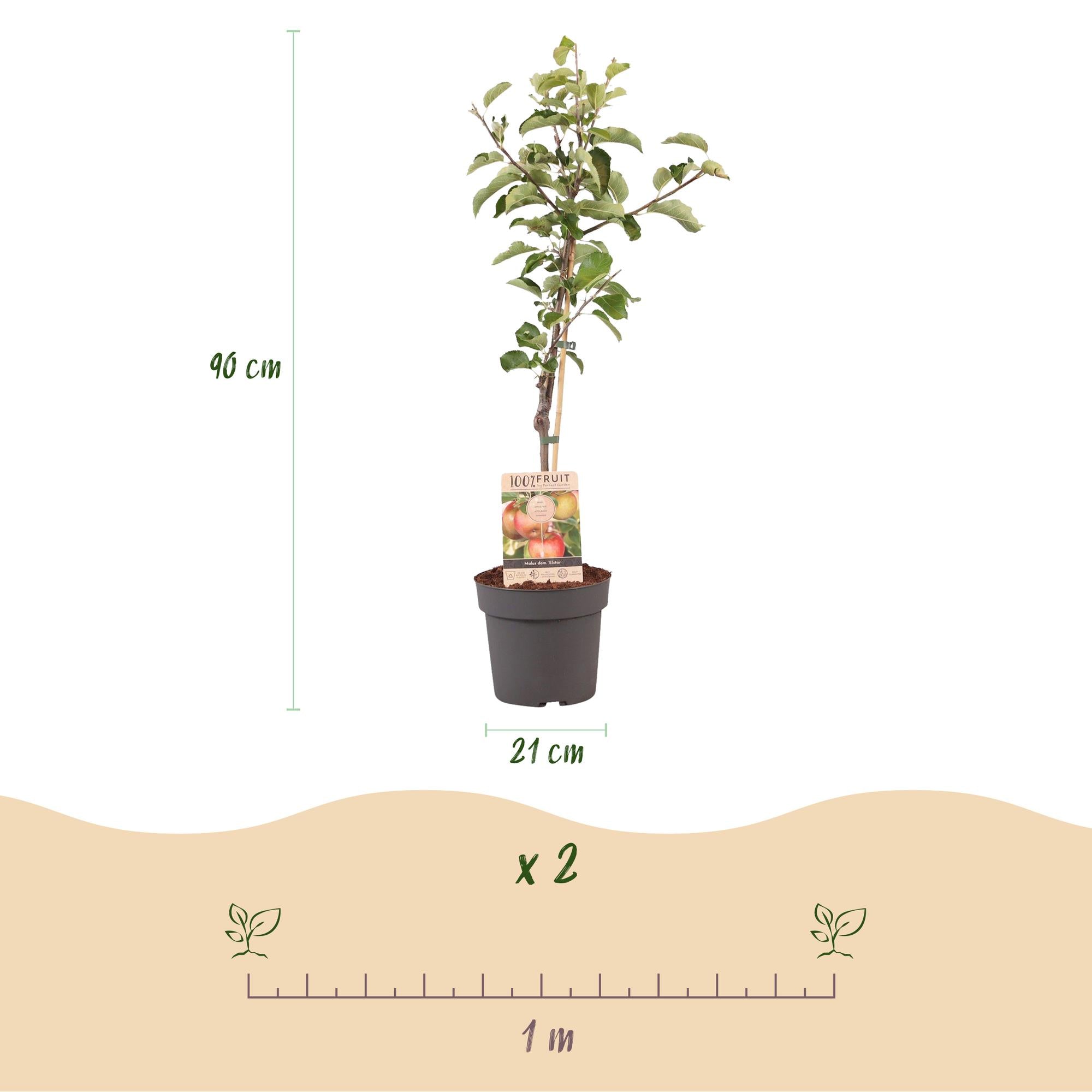 Everspring Apfelbaum Malus domestica Elstar, roter und grüner Apfel, Topf, 21 cm Durchmesser, 90 cm hoch, Baum im Garten.