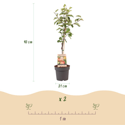 Everspring Apfelbaum Malus domestica Elstar, roter und grüner Apfel, Topf, 21 cm Durchmesser, 90 cm hoch, Baum im Garten.