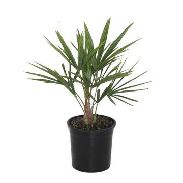 Hanfpalme kaufen – Trachycarpus fortunei 90–300 cm | winterhart - Wurzelwerk Design