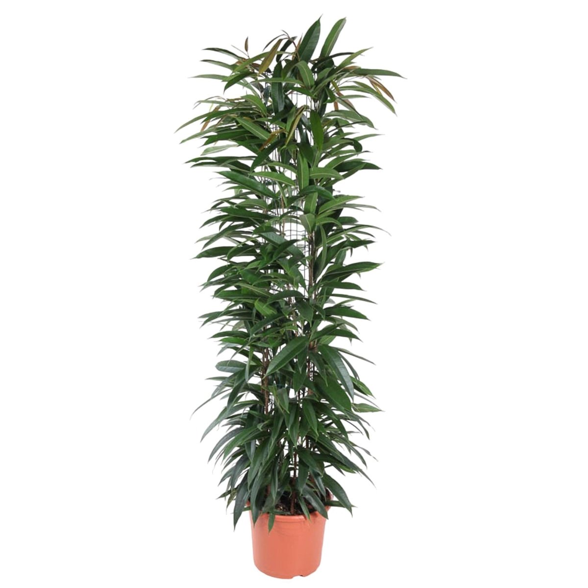 Ficus Alii King – Elegante Bananenpflanze für Innenräume - Wurzelwerk Design