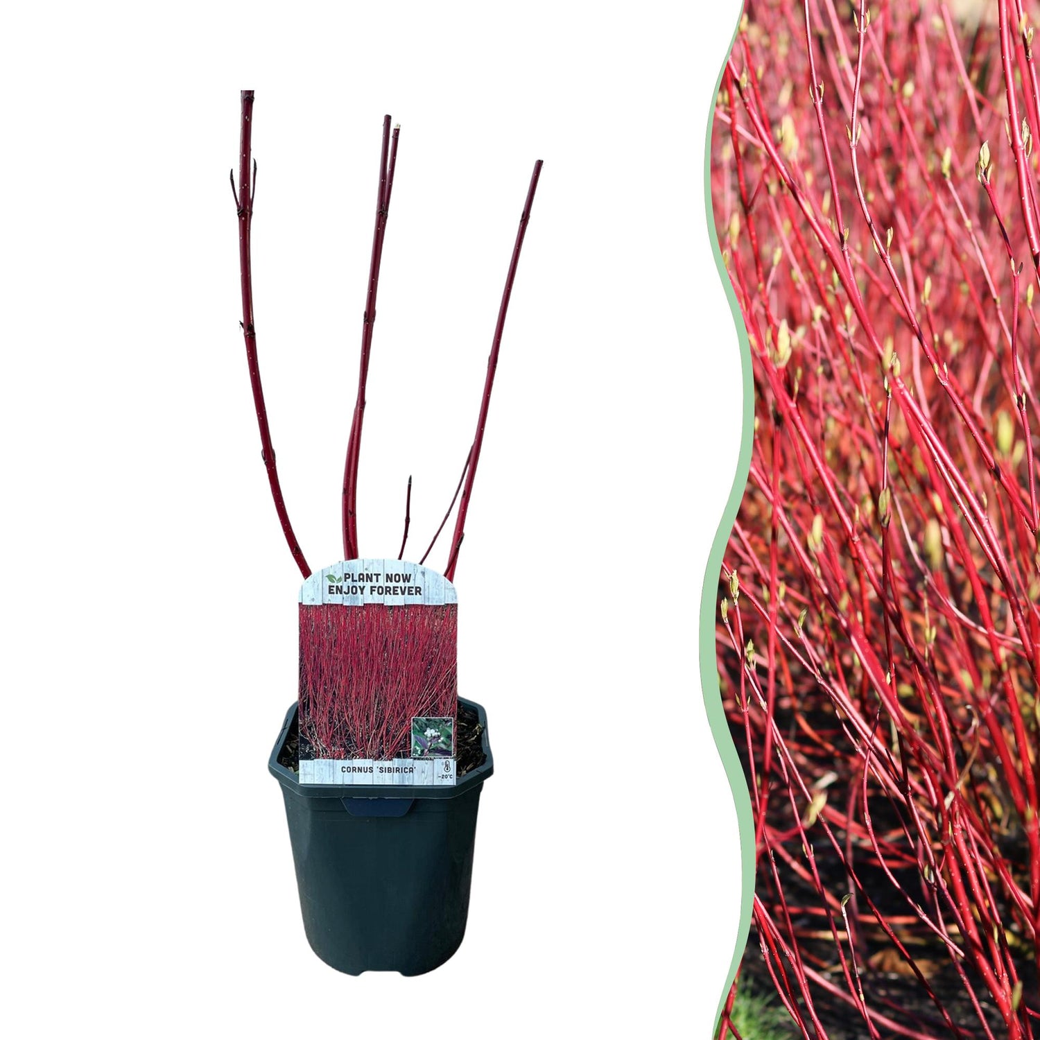 Roter Zweig der Cornus sibirica Pflanze in 17cm Topf, laubabwerfend, wenig Pflege, Höhe ca. 45cm, Everspring