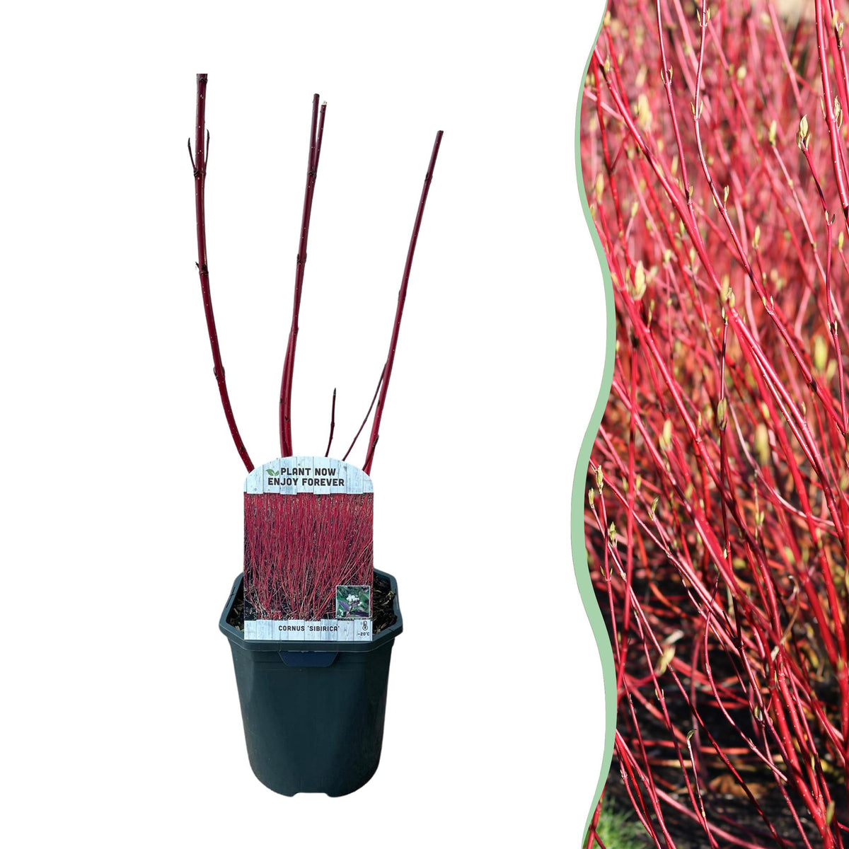 Roter Zweig der Cornus sibirica Pflanze in 17cm Topf, laubabwerfend, wenig Pflege, Höhe ca. 45cm, Everspring