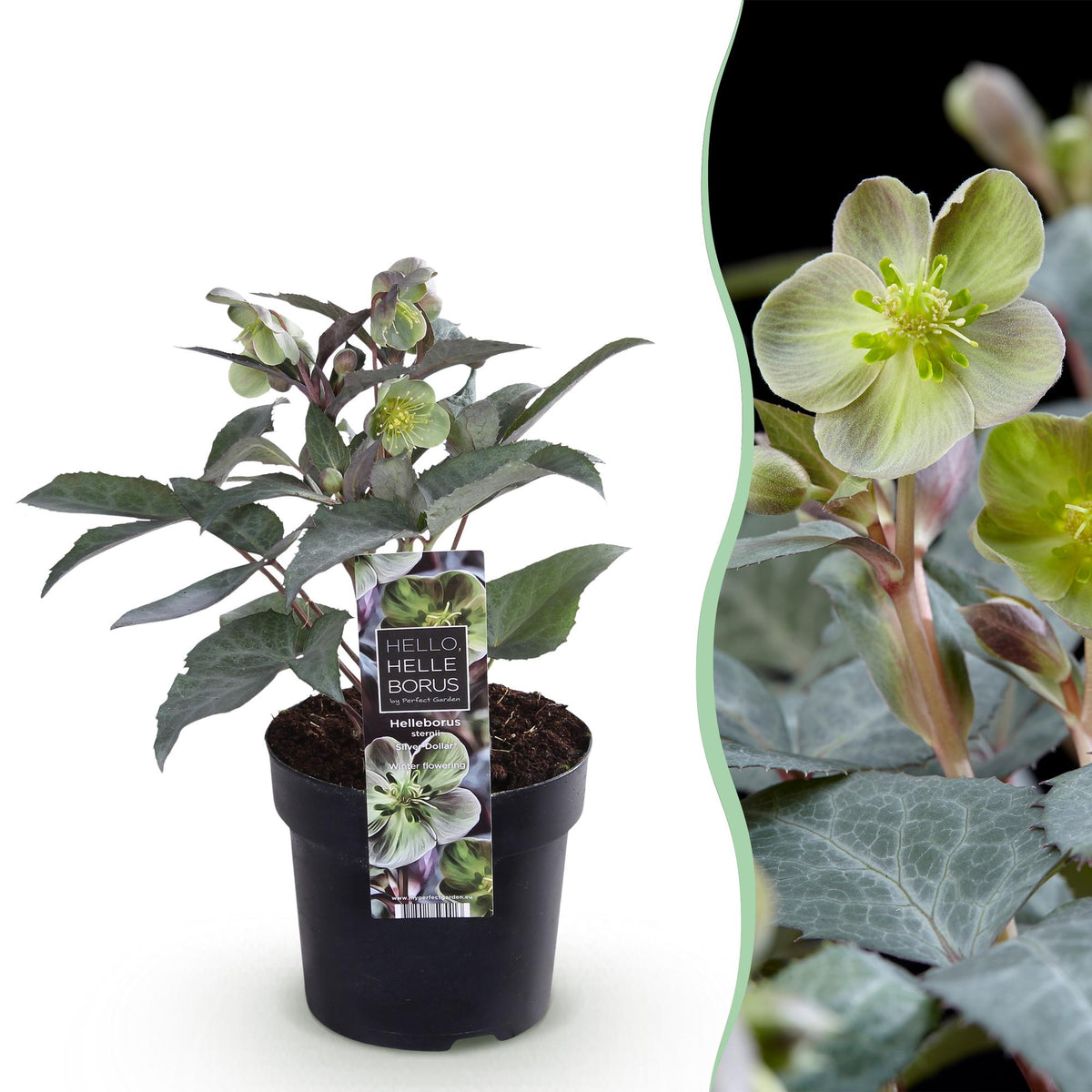 Helleborus &