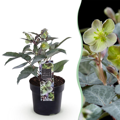 Helleborus &