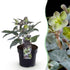 Helleborus &