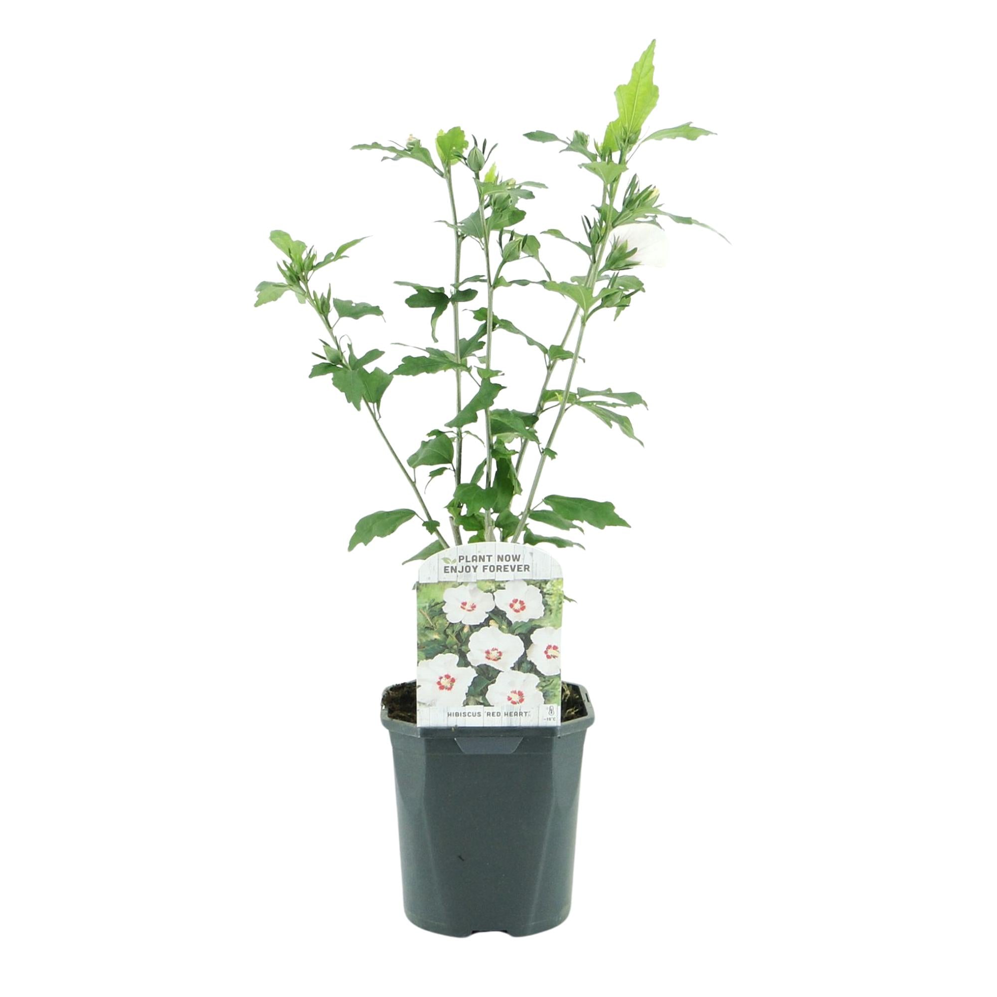 Hibiscus syriacus Red Heart Pflanze in Topf, weiß mit rotem Herzen, laubabwerfend, ca. 45 cm hoch, pflegeleicht von Everspring