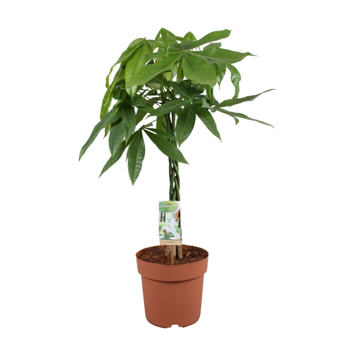 Pachira aquatica 70 cm kaufen – Glückskastanie - Wurzelwerk Design