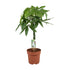 Pachira aquatica 70 cm kaufen – Glückskastanie - Wurzelwerk Design