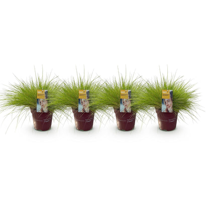 Vier Everspring Ziergräser Festuca glauca Golden Toupee in Töpfen, gelbe, immergrüne Pflanzen, leicht zu pflegen, 17cm Topf.
