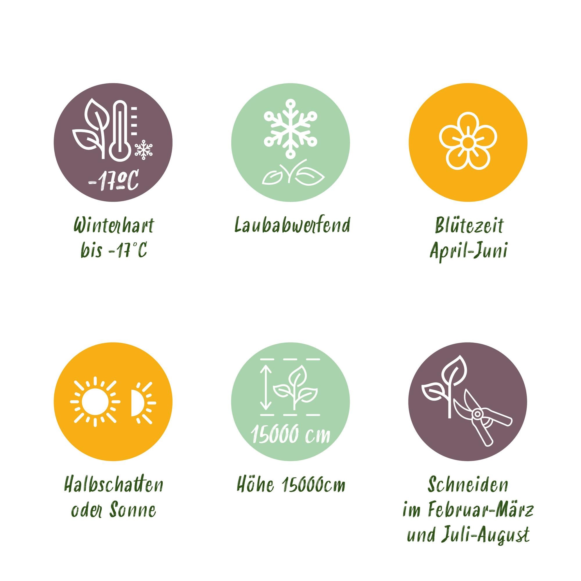 Blauregen Wisteria floribunda &