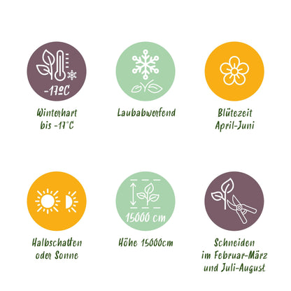 Blauregen Wisteria floribunda &