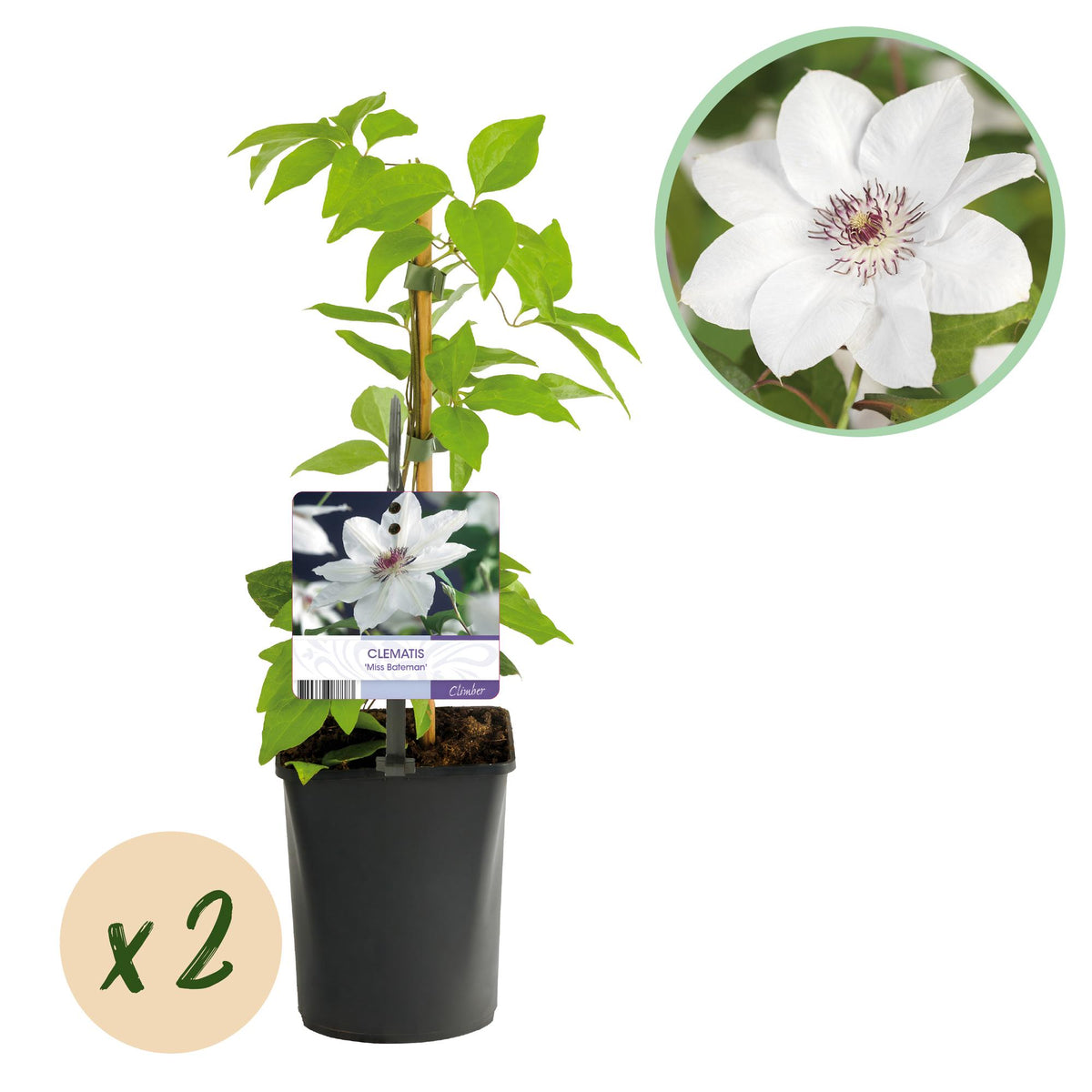Zwei Clematis Miss Bateman Kletterpflanzen mit weißen Blüten im Topf, Höhe ca. 40cm, wenig Pflege, von Everspring.