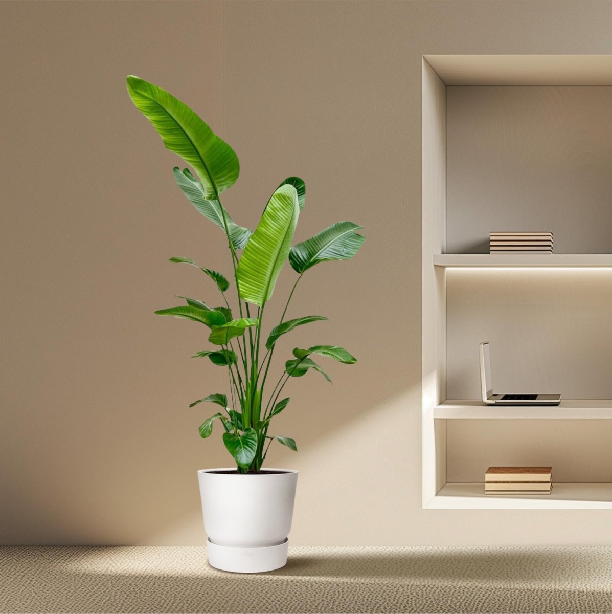 Strelitzia Nicolai - 180 - 200 cm - Ø 25 - 30 cm - Wurzelwerk Design