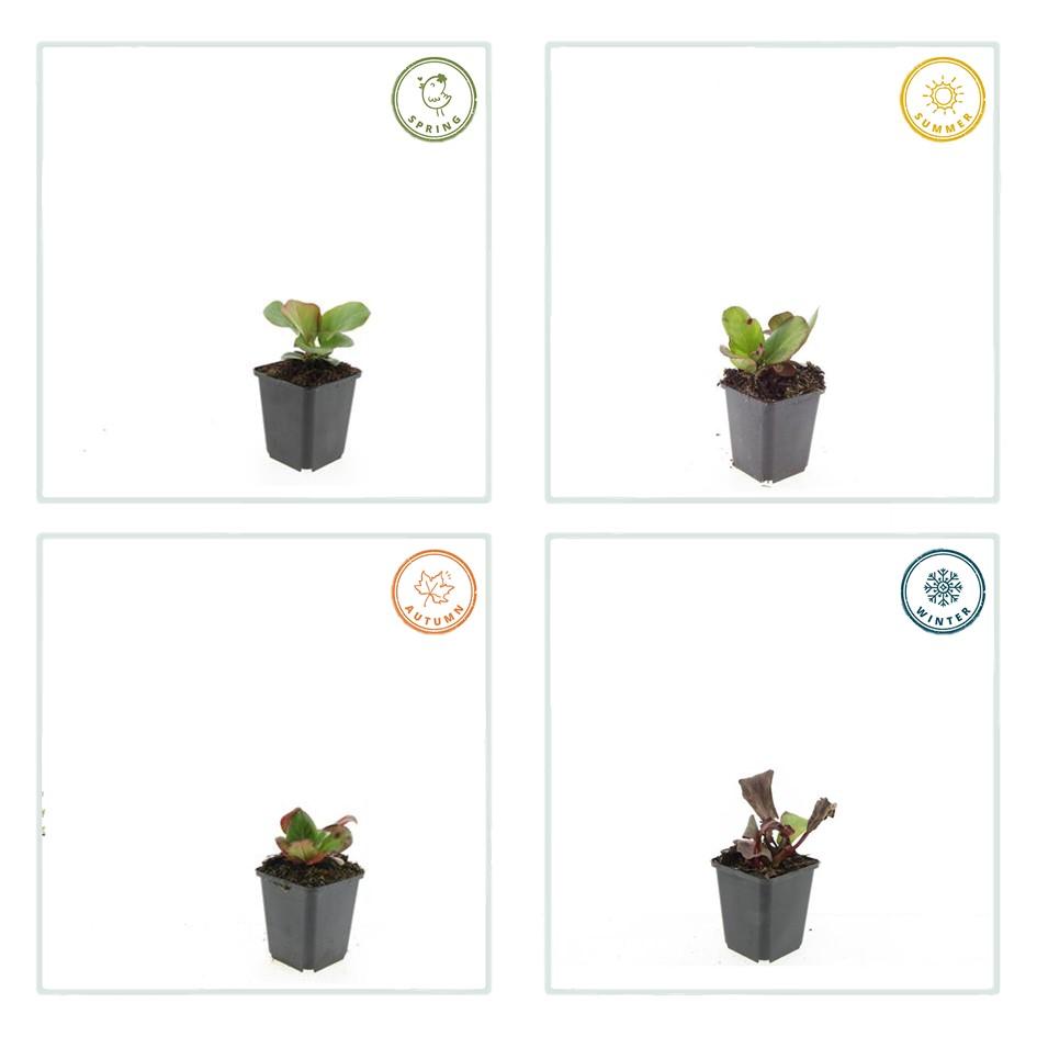 24x Bergenia cordifolia ‘Herbstblüte’ – Herbstblühende Bergenie für Beete &amp; Rabatten – Höhe 10–25 cm – Ø 9 cm